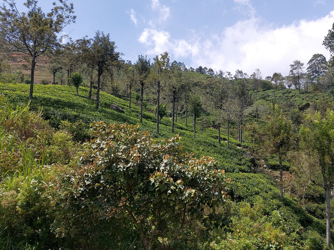 V Travel Sri-Lanka Excursions-科斯戈德必去景点