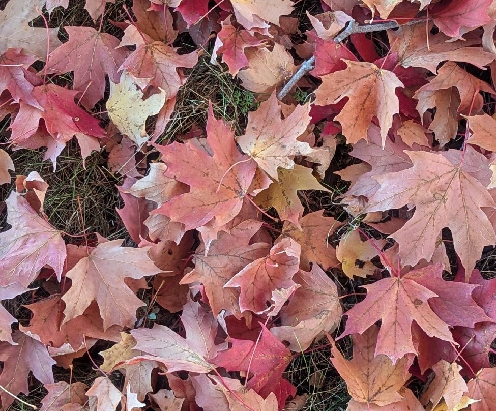 Admiral Petroleum Co