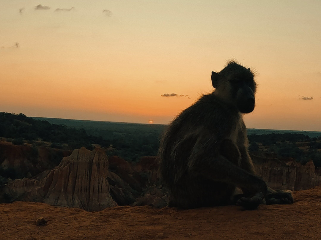 SavanaBeat - Safari & Tour in Kenya-瓦塔木必去景点