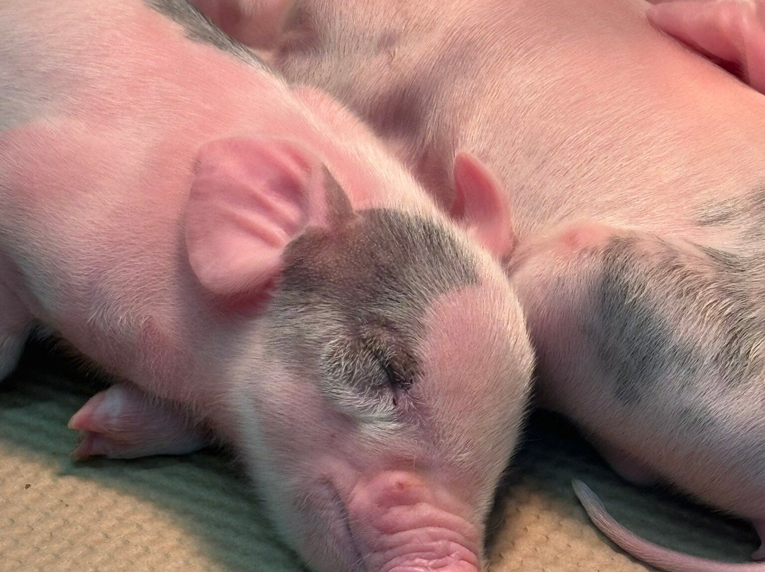 Fair Oaks Farms-Fair Oaks必去景点