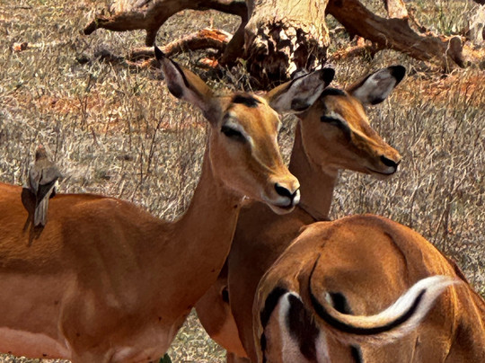 Boomtrail Tours And Travels-蒙巴萨必去景点