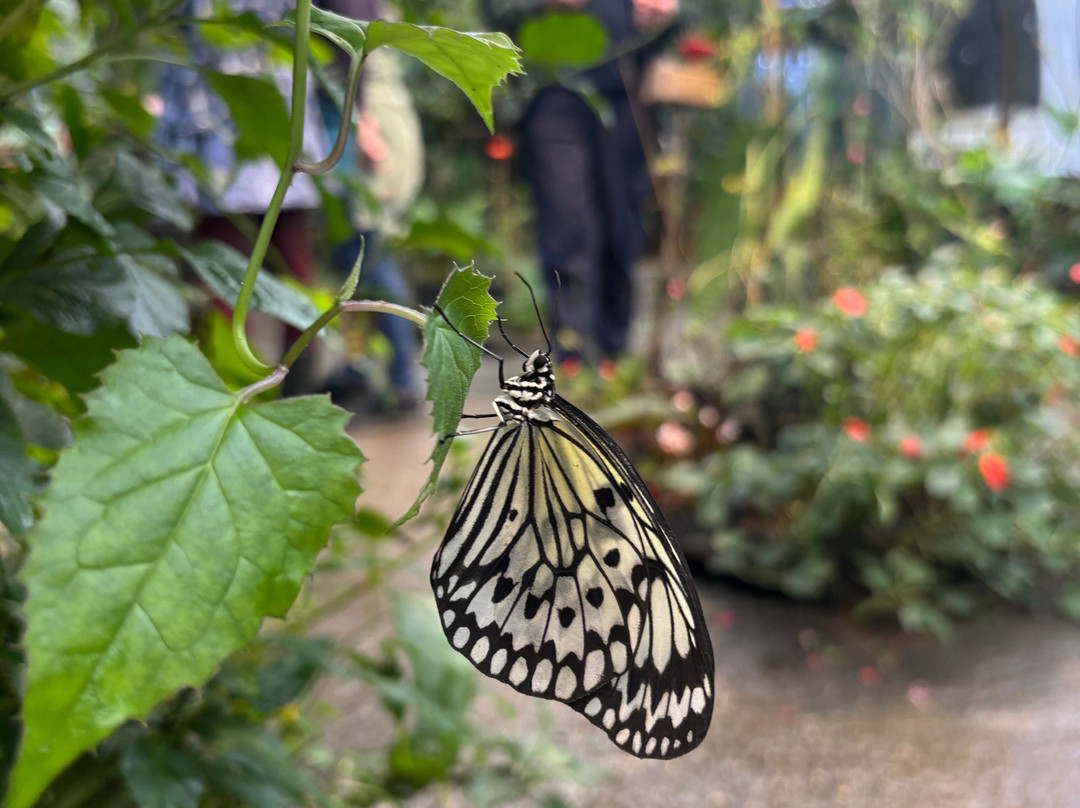 Magic of Life Butterfly House-Cwmbrwyno必去景点