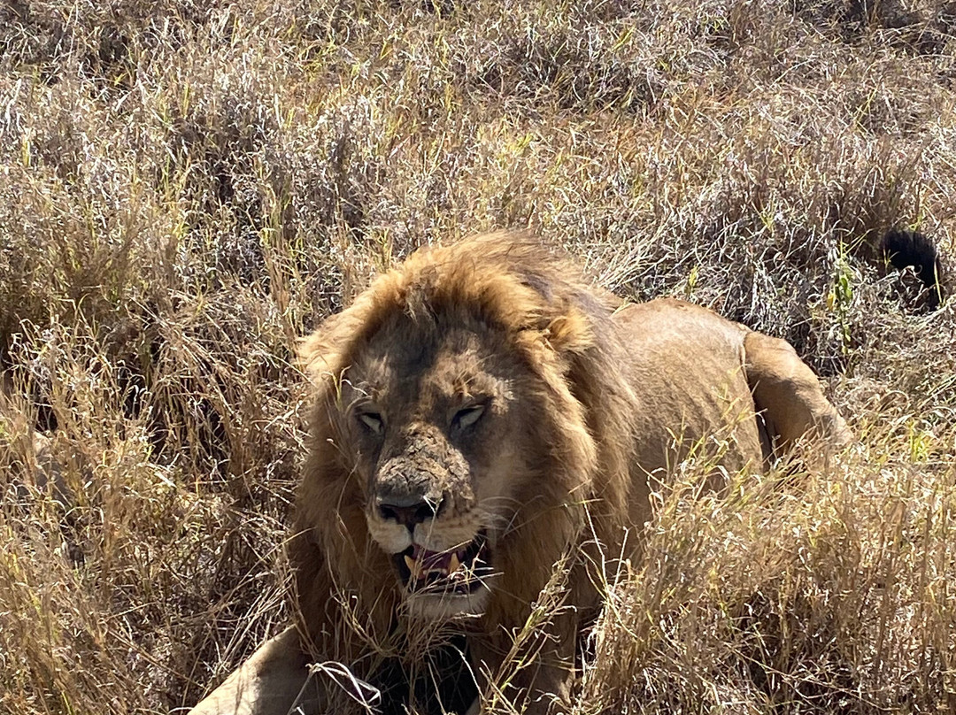 Zara Tanzania Adventures-莫西必去景点