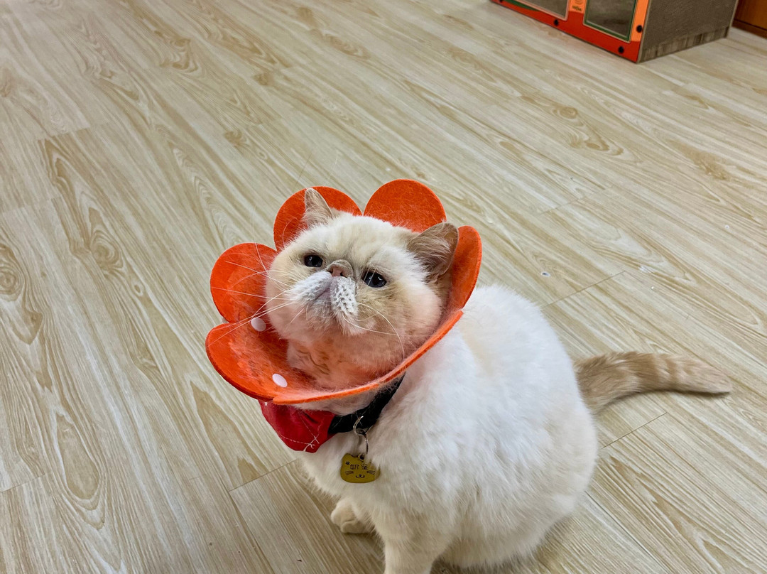 猫之茶房-香港必去景点