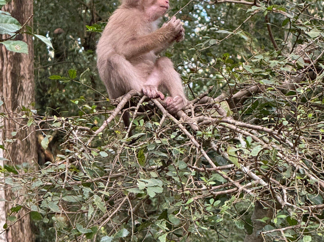 Angkor Reiseleiter-Svay Dangkum必去景点