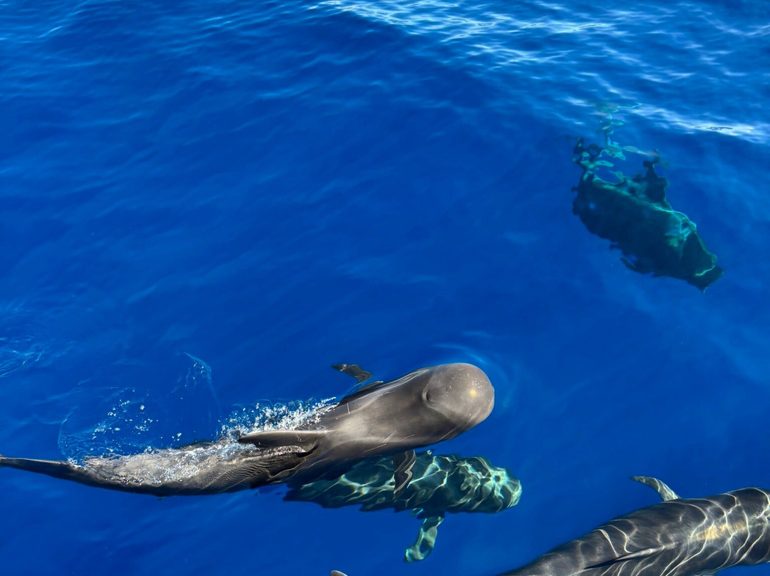 Tina Excursiones-Valle Gran Rey必去景点