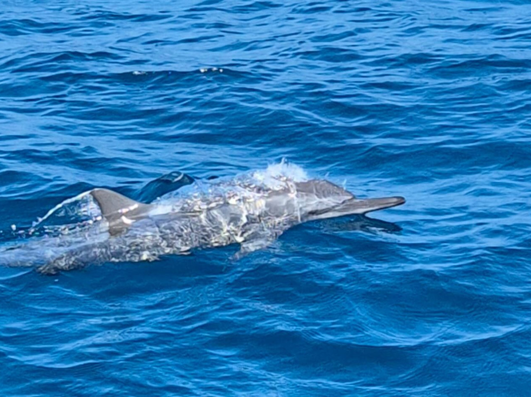 ScubaCaribe-达哈阿鲁环礁必去景点