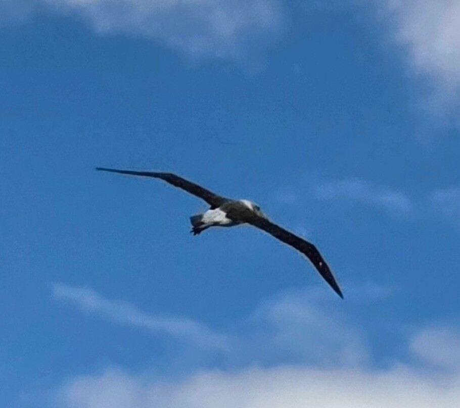 Wild Ocean Tasmania-伊格尔霍克内克必去景点