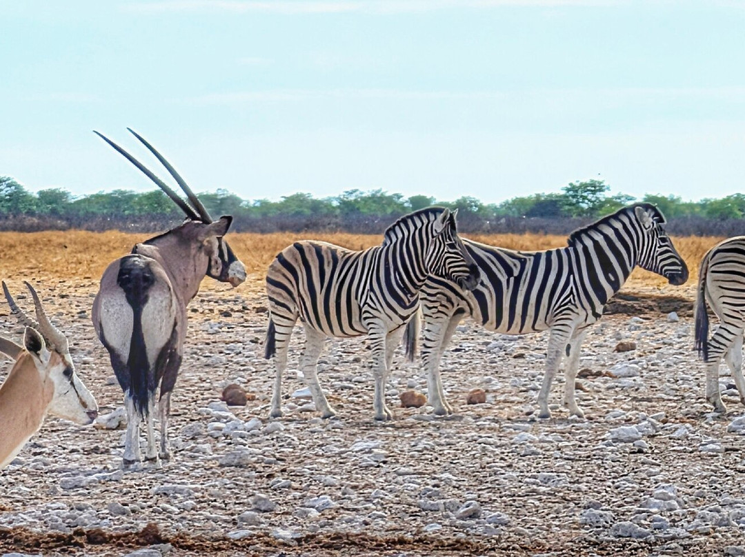 Born in Etosha Self-Drive Private Tours-Okaukuejo必去景点