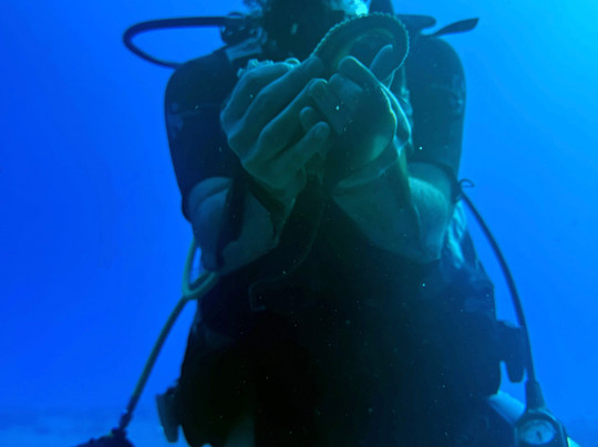 Ruckus Sportfishing and Diving-火奴鲁鲁必去景点