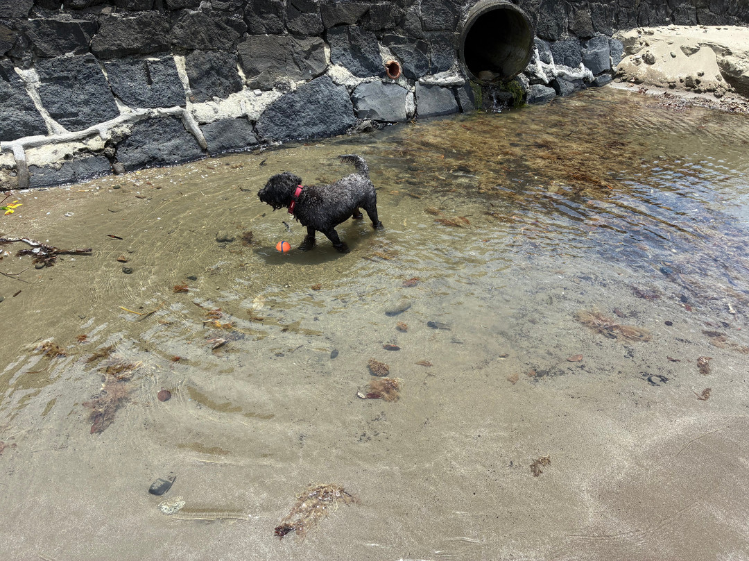 Browns Bay Beach-布朗斯湾必去景点