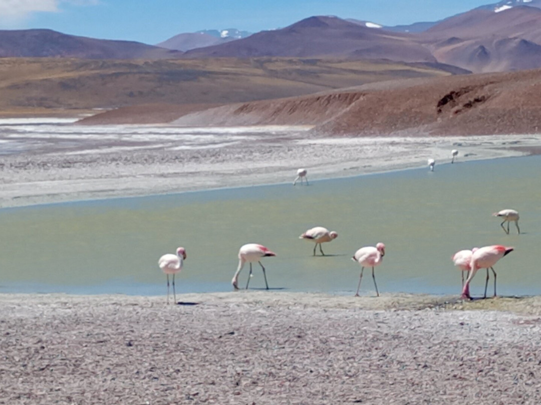 Laguna Brava-null必去景点