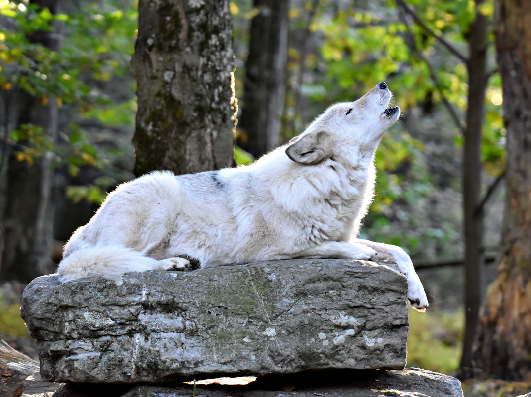 Lakota Wolf Preserve-Columbia必去景点