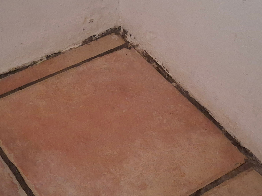 Olive Tree Farm主图