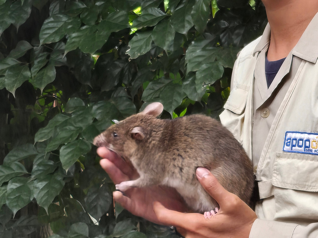 APOPO Visitor Center-暹粒必去景点