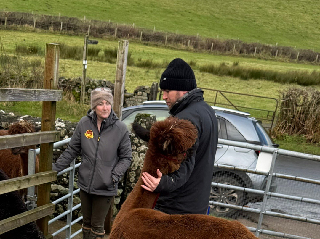 Wreay Syke Alpacas-肯德尔必去景点