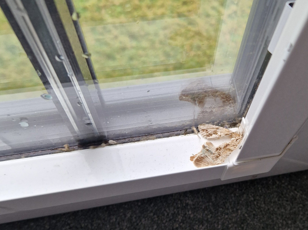 Capel Bethania-伊费林赫利必去景点