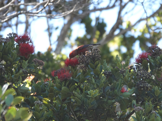 Hawaii Bird Tours-瓦胡岛必去景点