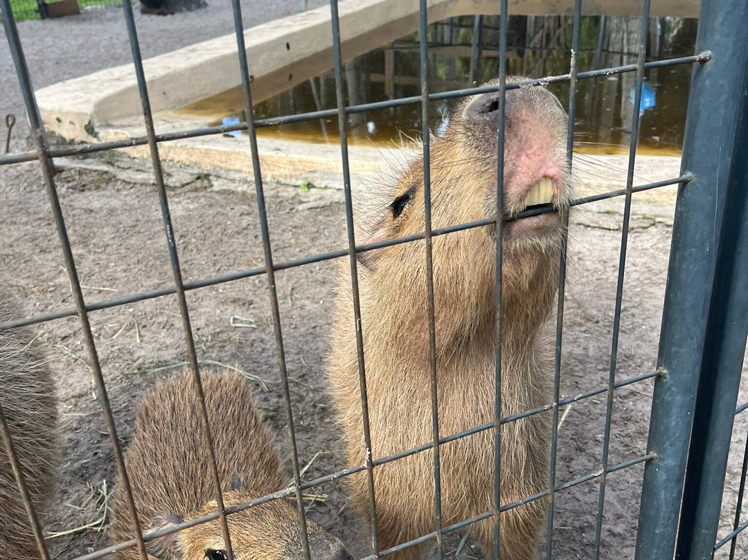 Animal EDventure Park & Safari-博因顿海滩必去景点