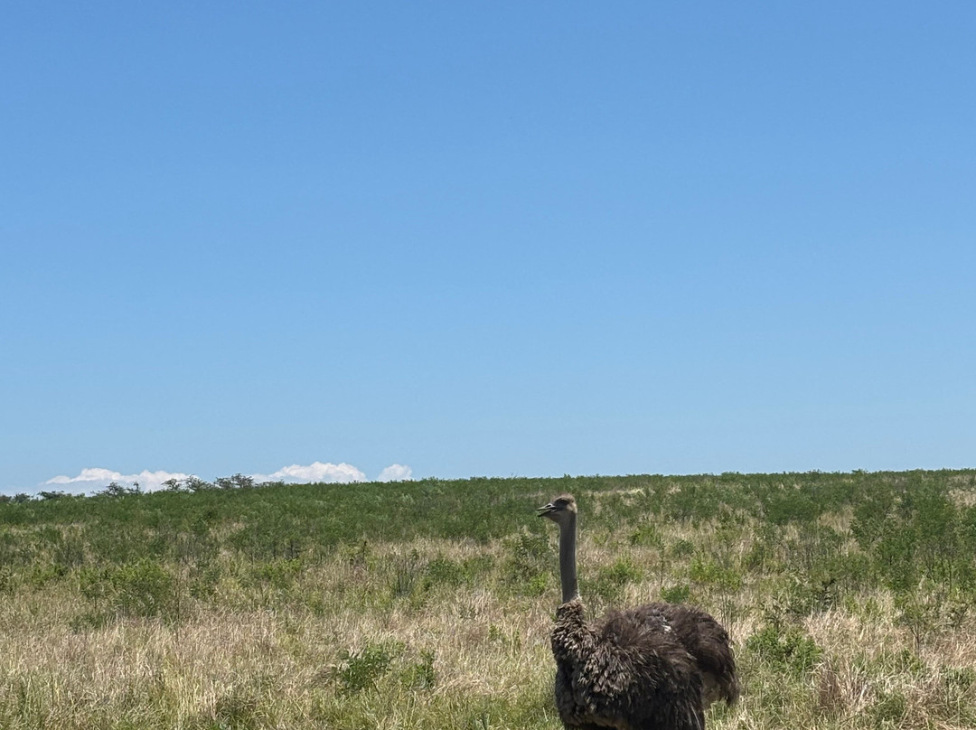 Zulu Safaris-德班必去景点