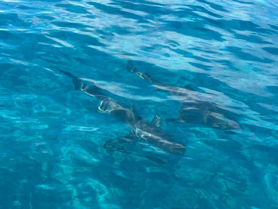 Neal Watson's Bimini Scuba Center-Alice Town必去景点