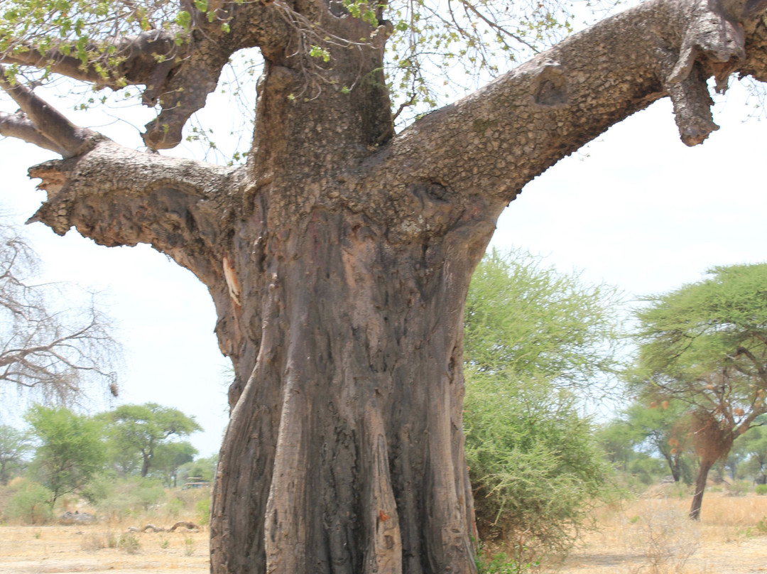Leopard Tours Limited-阿鲁沙必去景点