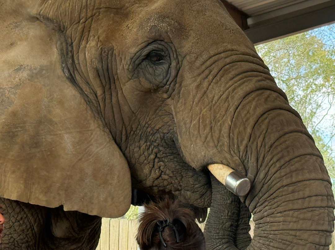 East Texas Elephant Experience-Cut and Shoot必去景点