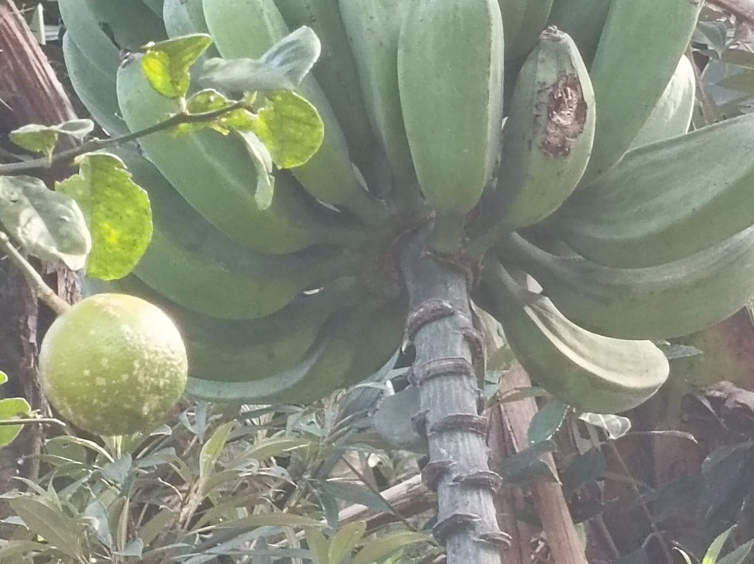 Café Monteverde Coffee Tour-圣埃伦娜必去景点