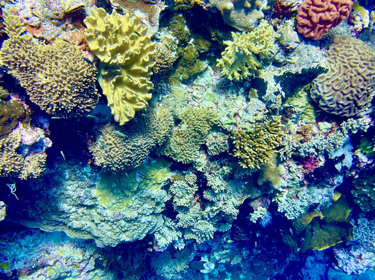 Dive BlueMotion-Banda Neira必去景点