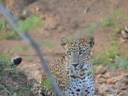 Yala Full Day  Safari Danushka(kosa)