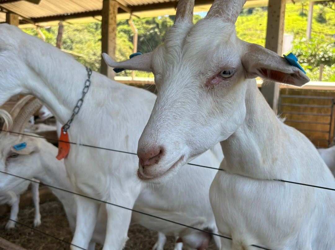 Fazenda Atalaia-Amparo必去景点