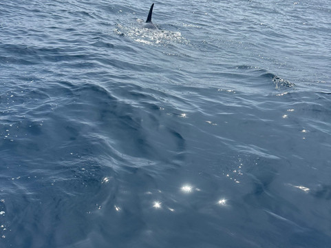 Kumara and Whales-美蕊沙必去景点