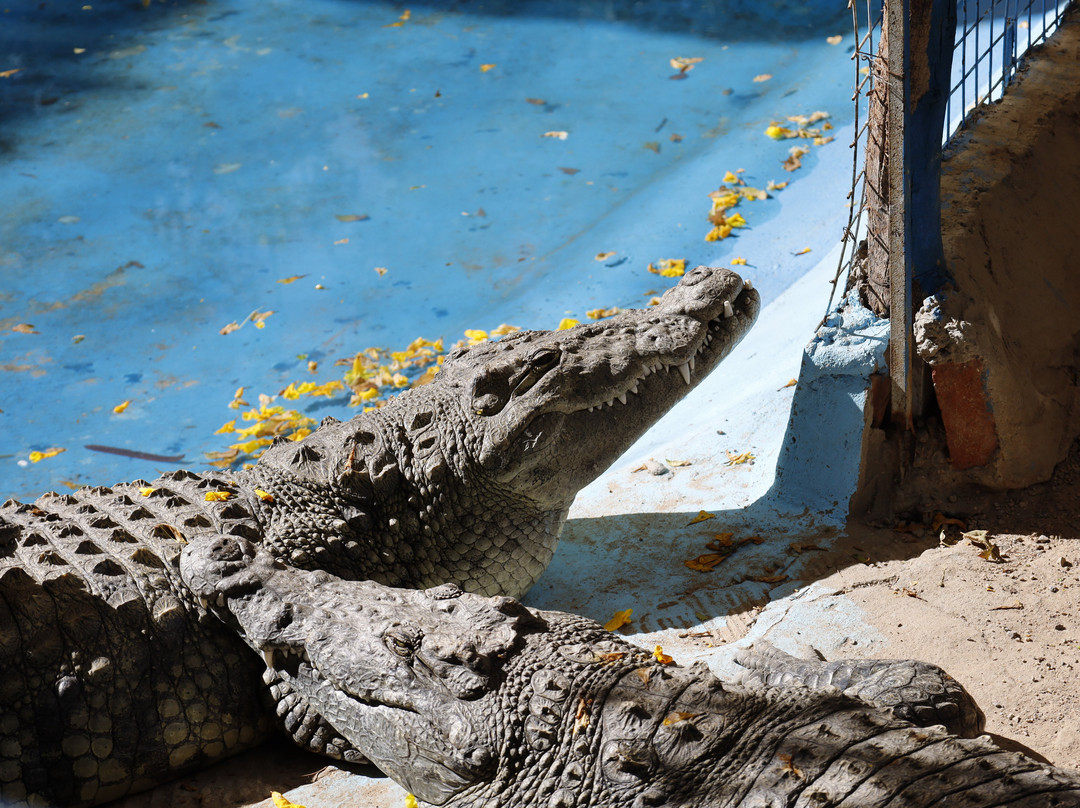 Hurghada Grand Aquarium-赫尔格达必去景点