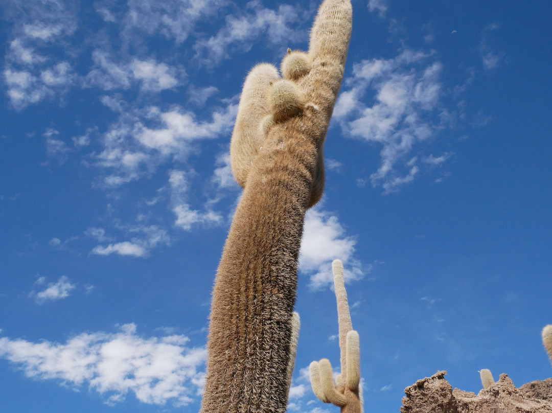 Isla Incahuasi-乌尤尼必去景点