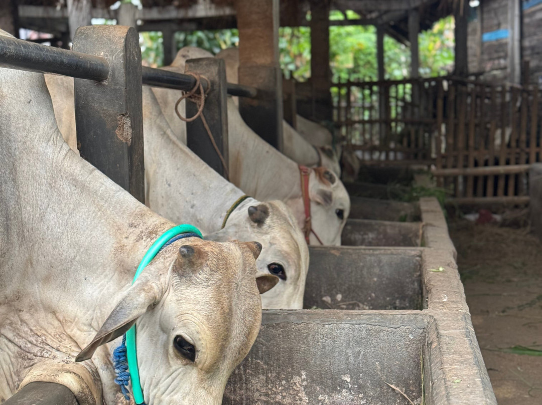 Moana - Sustainable Bicycle Tour-Yogyakarta必去景点