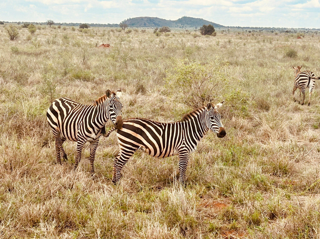 Taita Hills Wildlife Sanctuary-西察沃国家公园必去景点