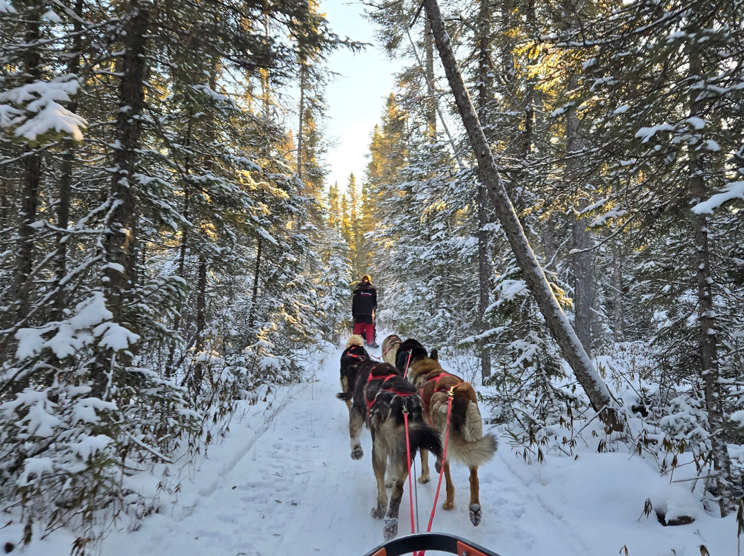 Chilly Dogs Sled Dog Trips-伊利必去景点