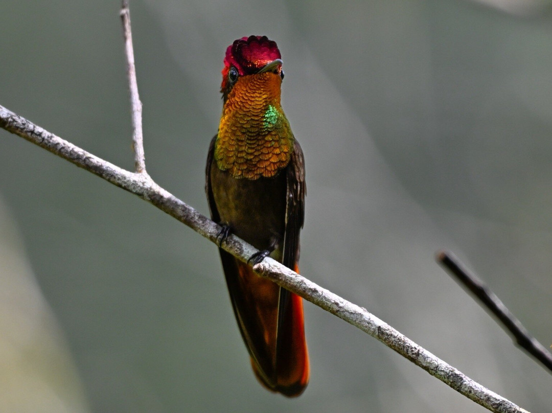 Bajnath's Estate Hummingbird Sanctuary-Matura必去景点