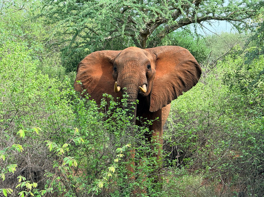 Sunday Best Safaris-蒙巴萨必去景点