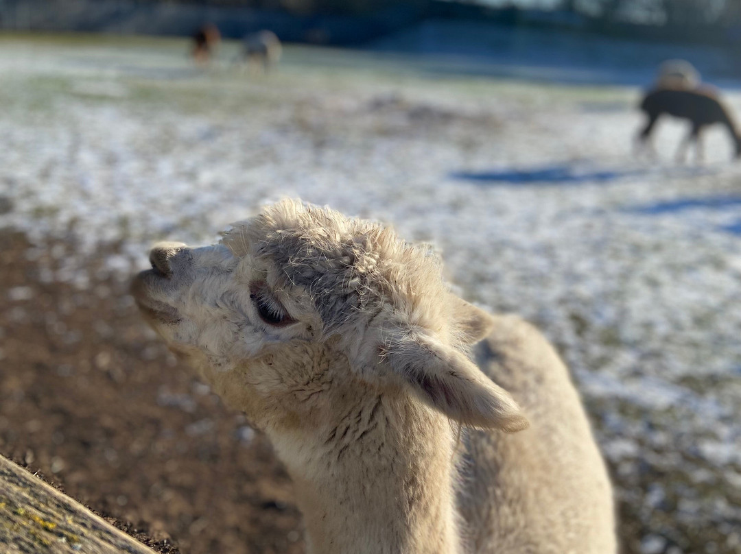 Willow Tree Family Farm-Shirebrook必去景点