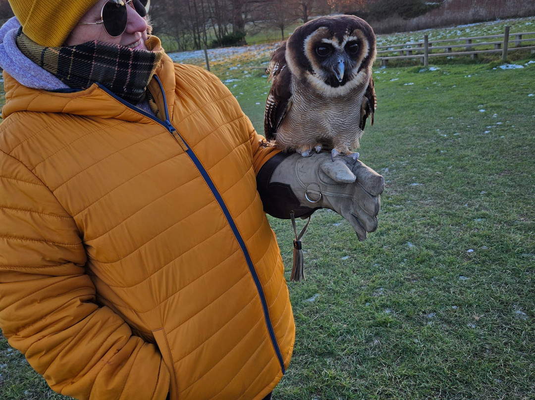 UK Owl And Raptor Centre-Groombridge必去景点