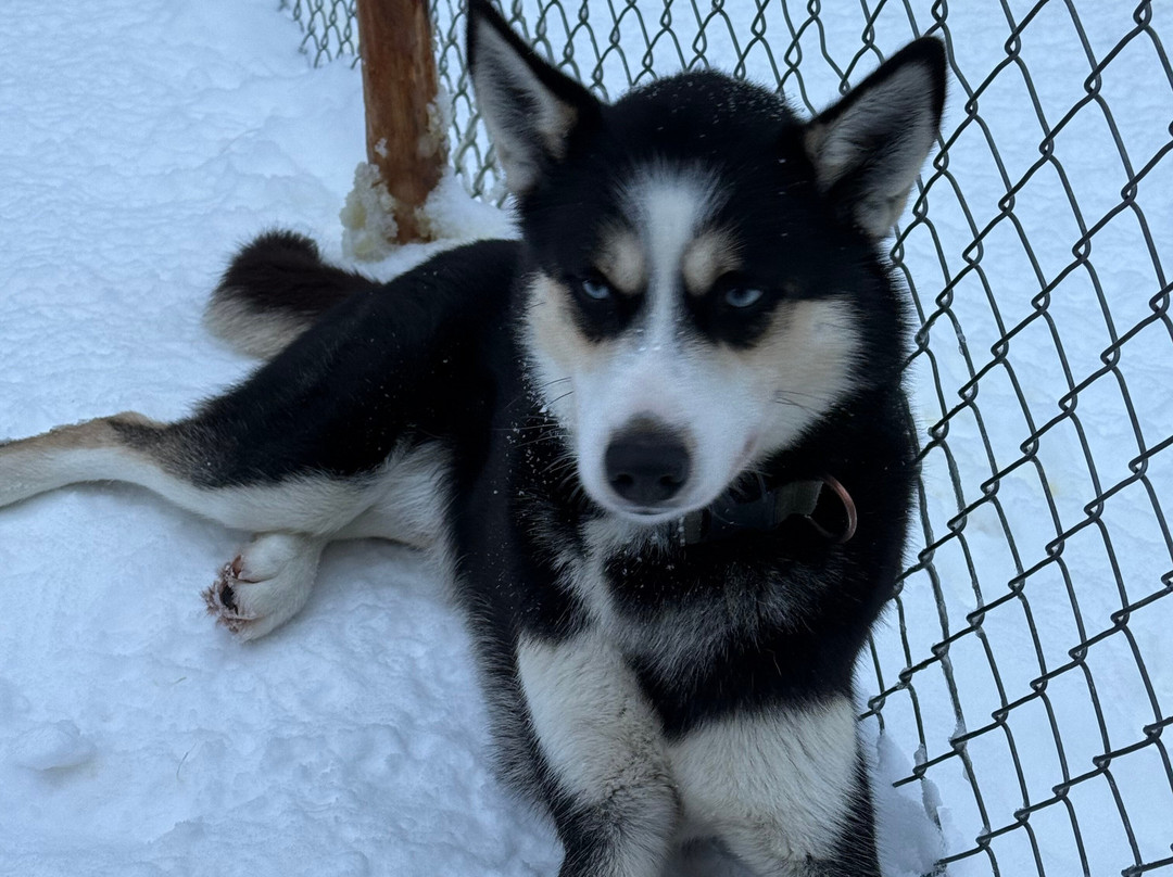 Husky & Yoga Nature-罗瓦涅米必去景点