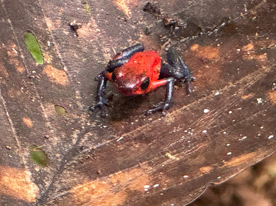 Miravalles Mountain View-Bijagua de Upala必去景点