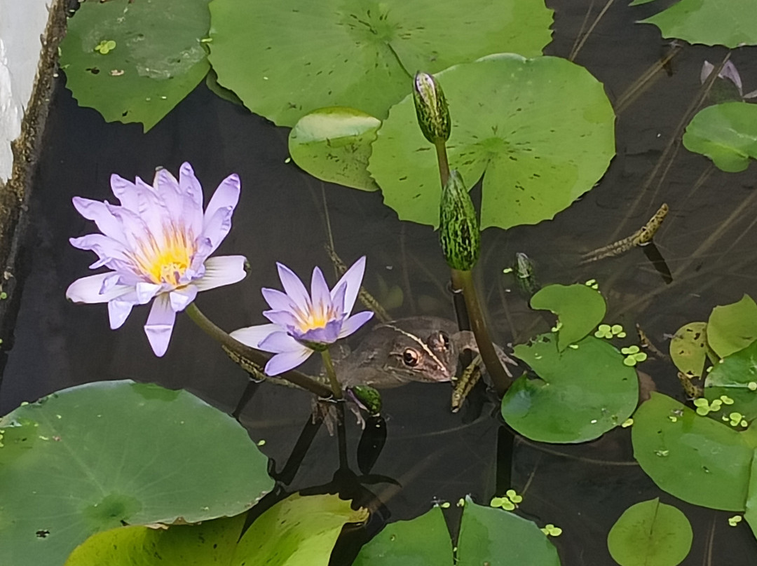 Agro-Homeopathy based Organic Botanical Herbal Garden (AHOBHAG)-Roorkee必去景点