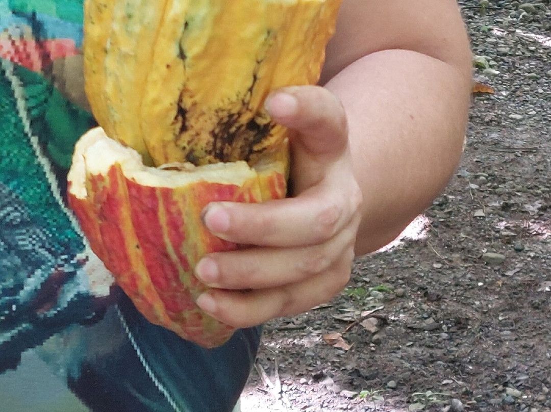 Rancho Raices De Puerto Jimenez-希门尼斯港必去景点