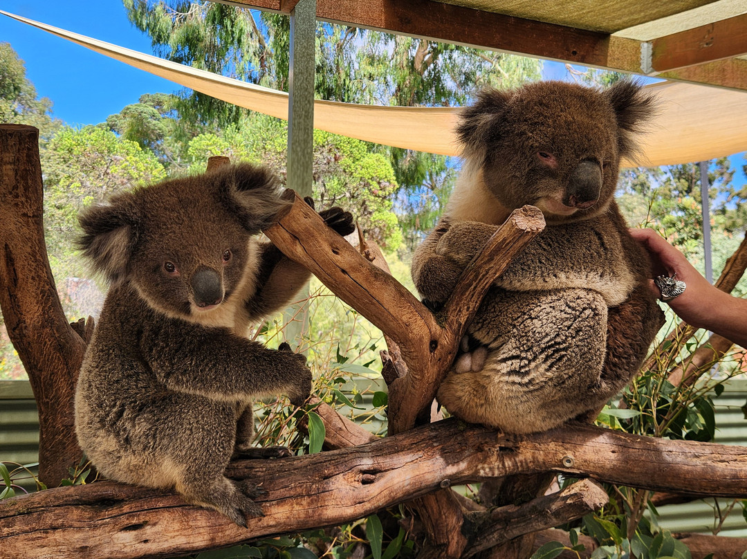 Warrawong Wildlife Sanctuary-Mylor必去景点
