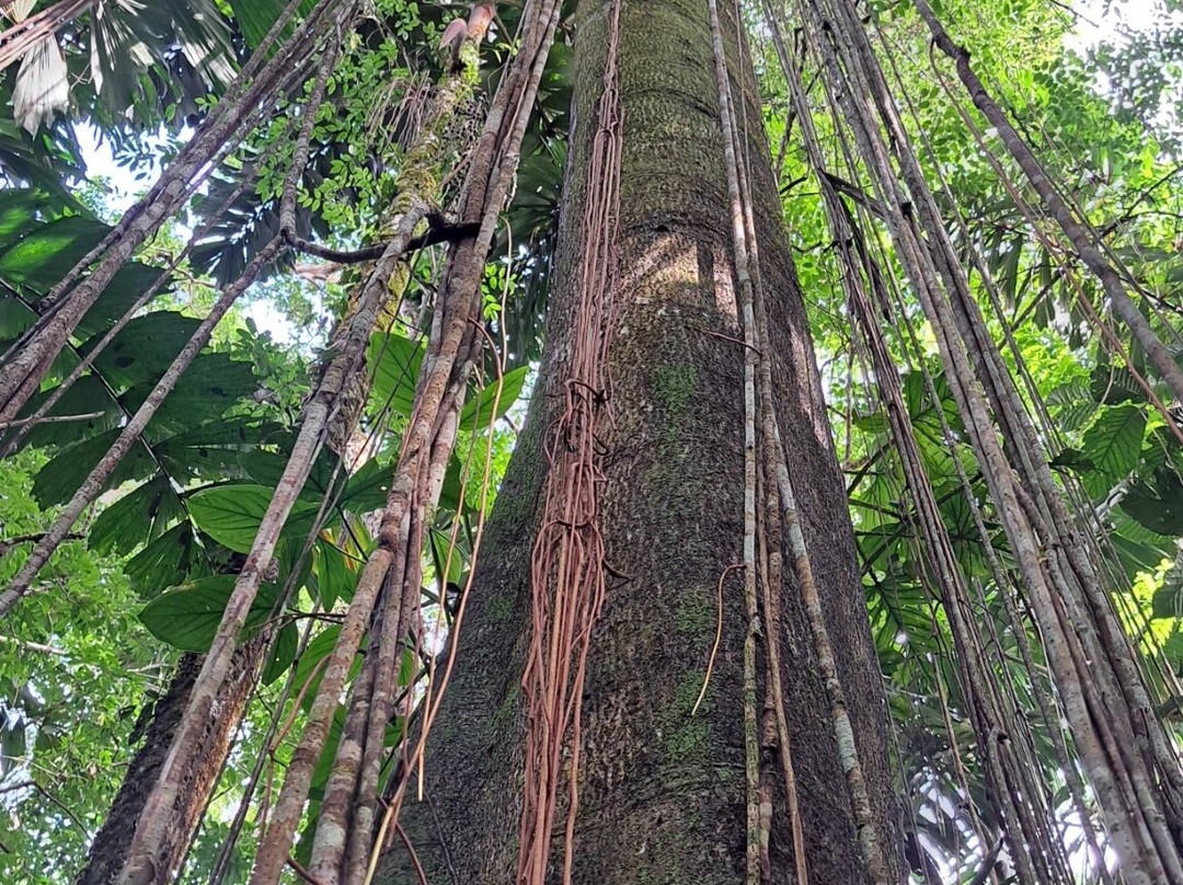Runawa Tours-Misahualli必去景点