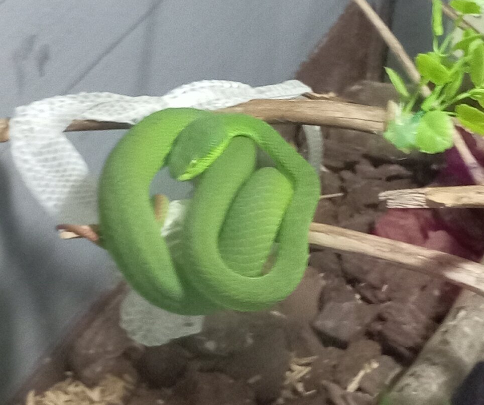 Pure Venom Reptile Park-Shelly Beach必去景点