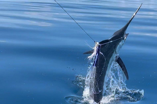 Bucket List Fishing Panama