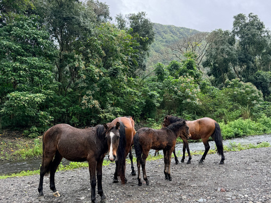 Waipio Valley Shuttle-库库伊哈尔必去景点